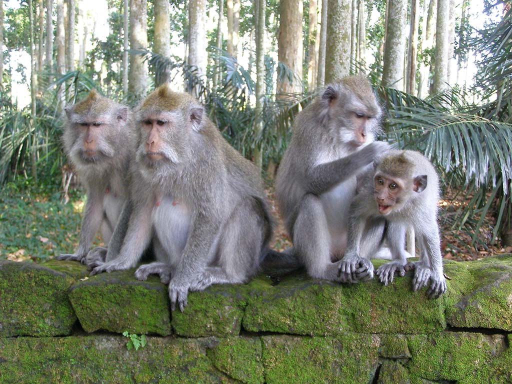 496 - Bali scimmie presso il tempio di Sangeh - Indonesia