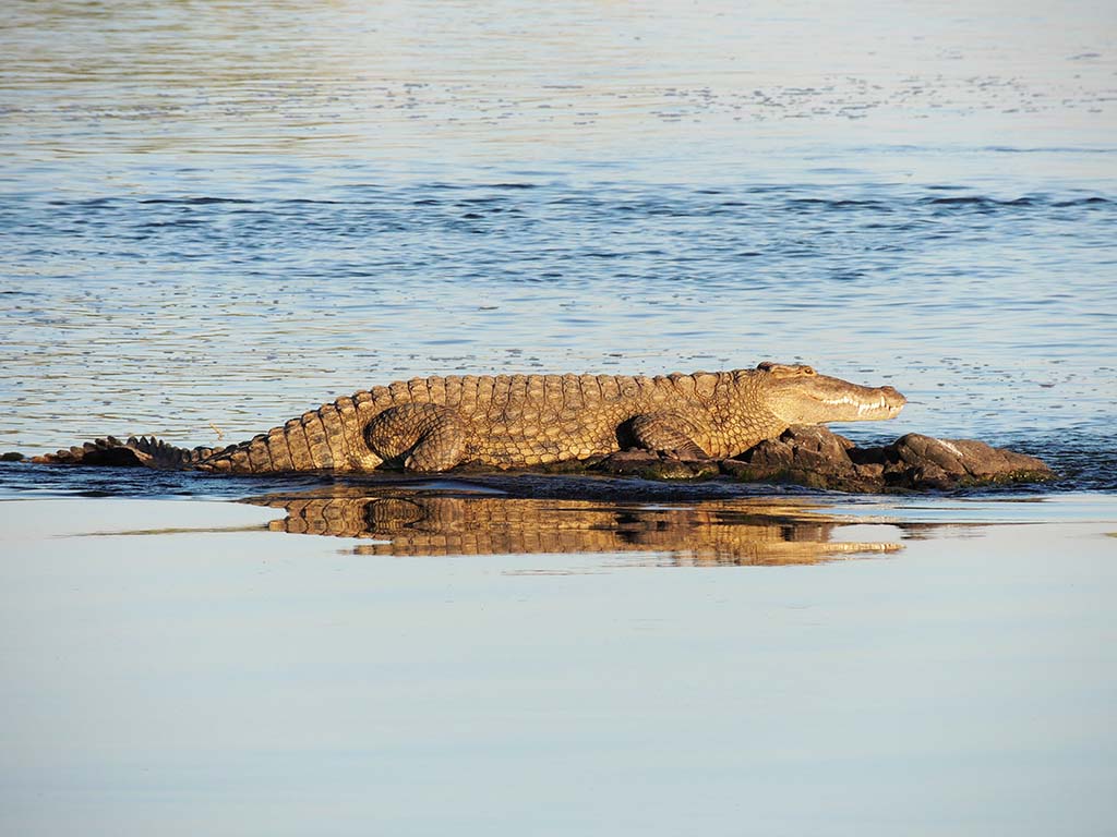 734 - Coccodrillo sul fiume Zambesi - Botswana