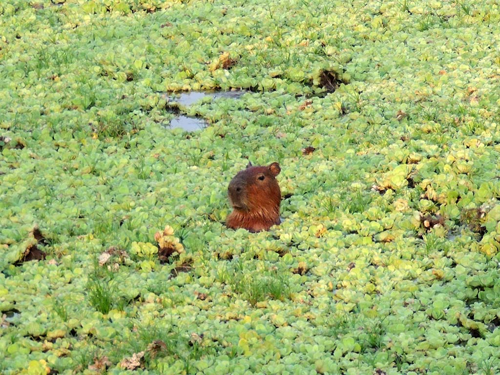 519 - Capibara in acqua nel Parco del Pantanal - Brasile