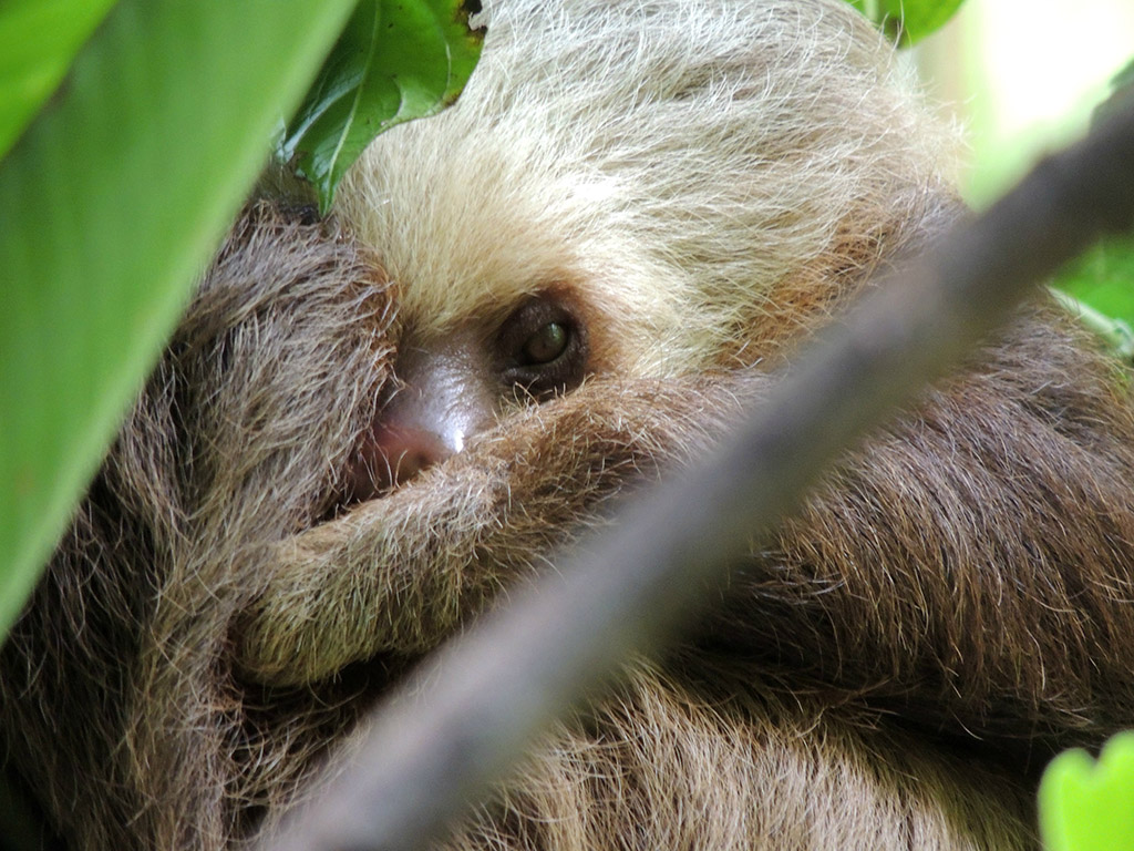 419 - Parco Tortuguero - Cucciolo di bradipo - Costa Rica
