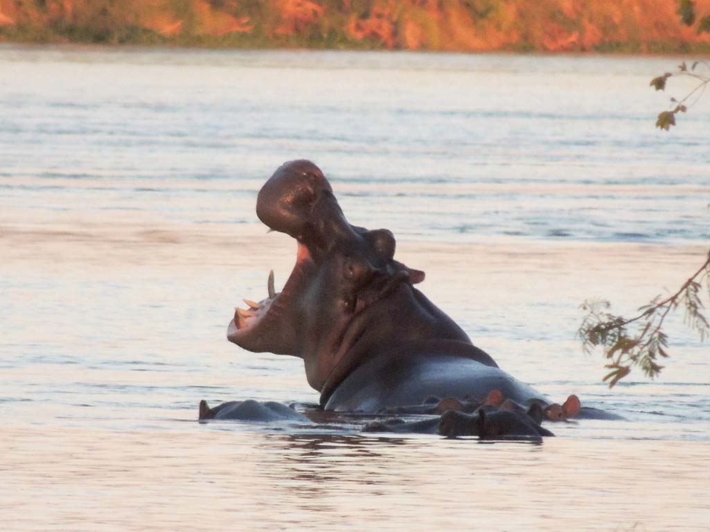 735 - Ippopotamo sul fiume Zambesi/1 - Botswana