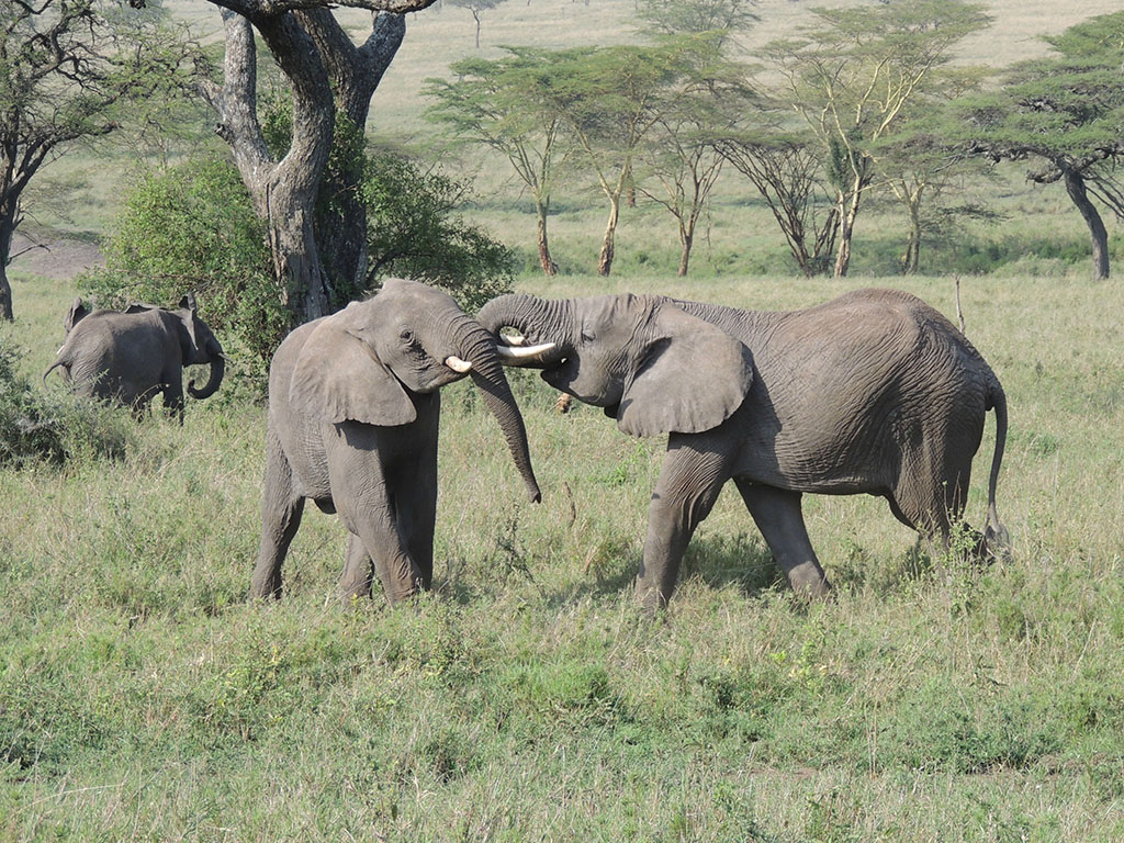 92 - Serengeti National Park - Tanzania