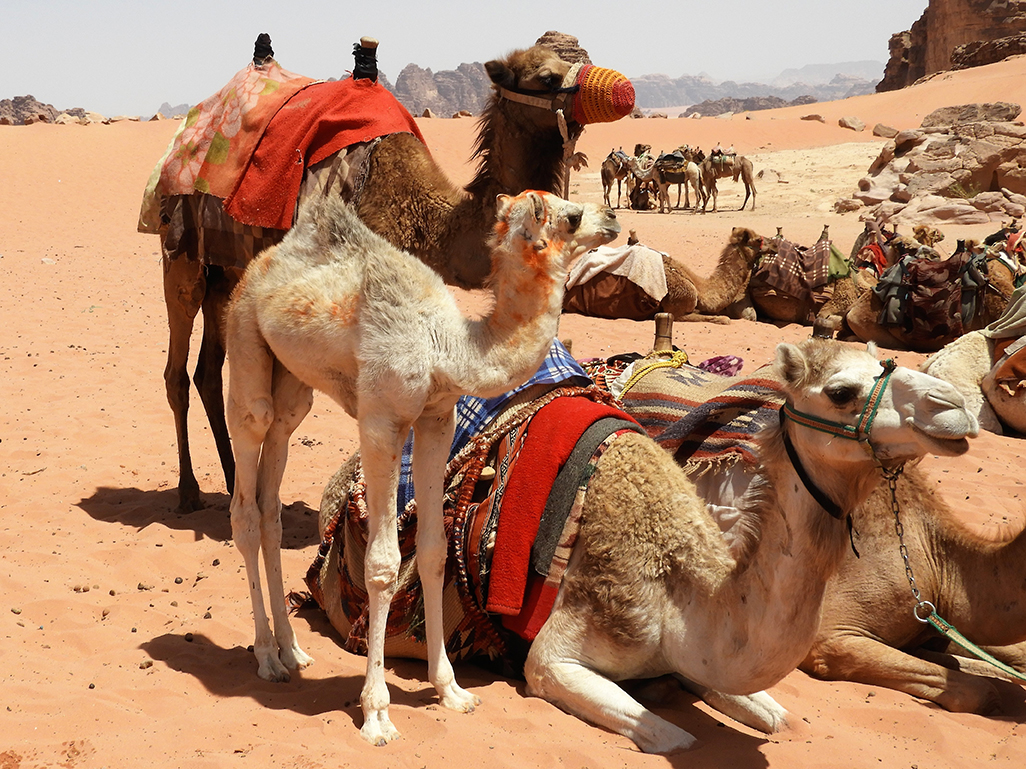 1067 - Cucciolo di dromedario nel deserto del Wadi Rum - Giordania