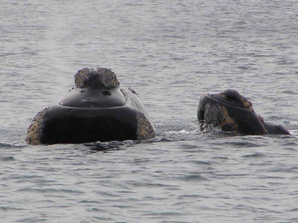526 - Balena franca con cucciolo a Puerto Madrin - Argentina