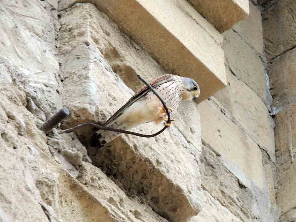 472 - Falco nel castello di Mardakan - Azerbaijan