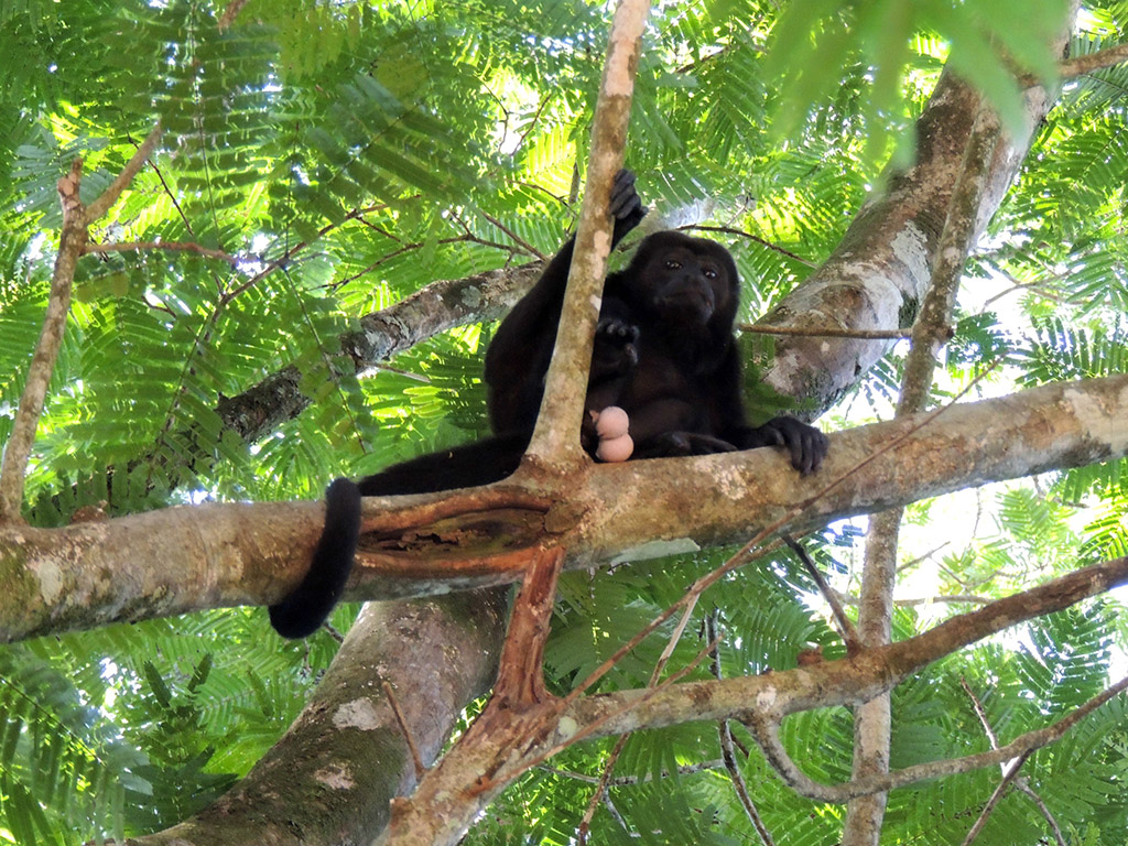 406 - Parco Tortuguero - Scimmia urlatrice - Costa Rica
