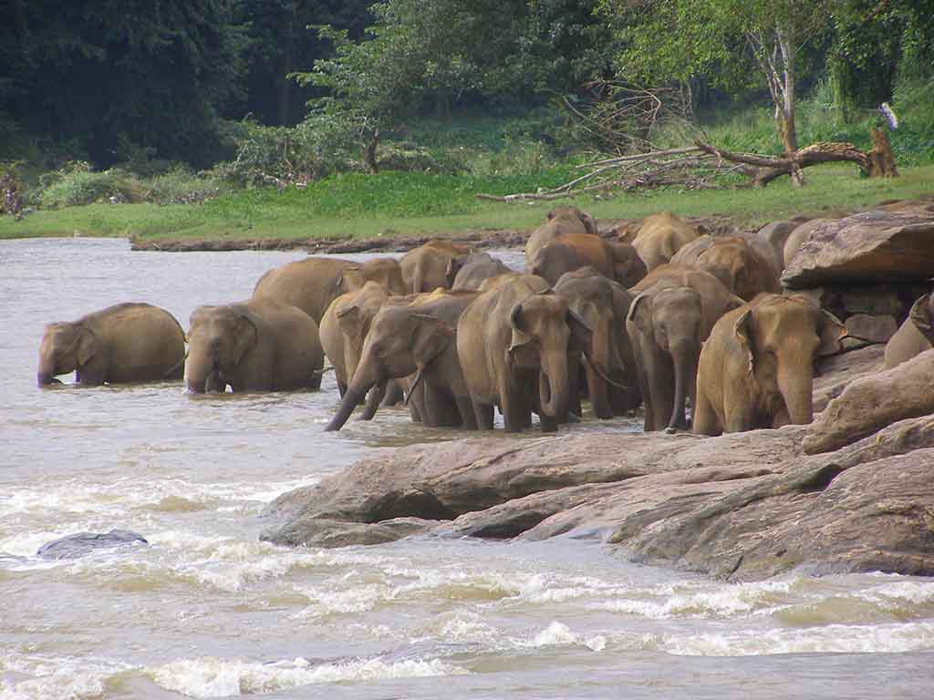 311 - Elefanti nella riserva di Pinnewala - Sri Lanka