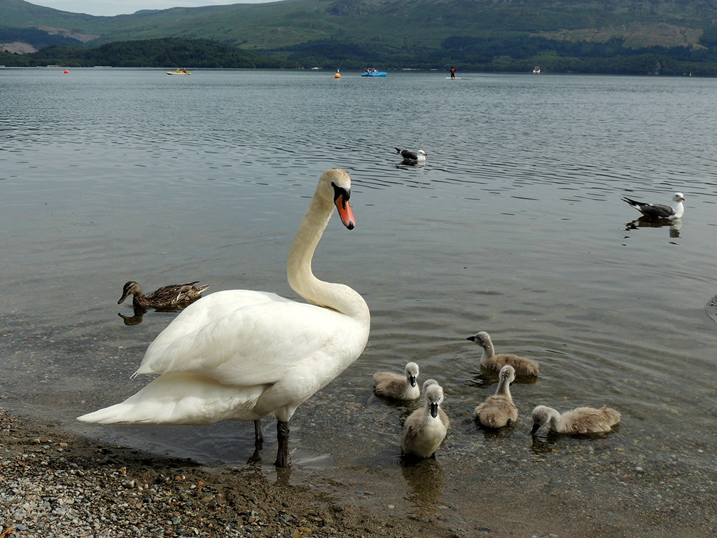 623 - Cigni nel lago Lomond - Scozia