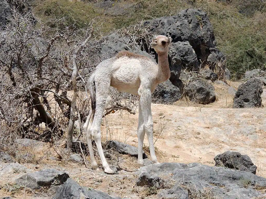 1063 - Cucciolo di dromedario - Oman