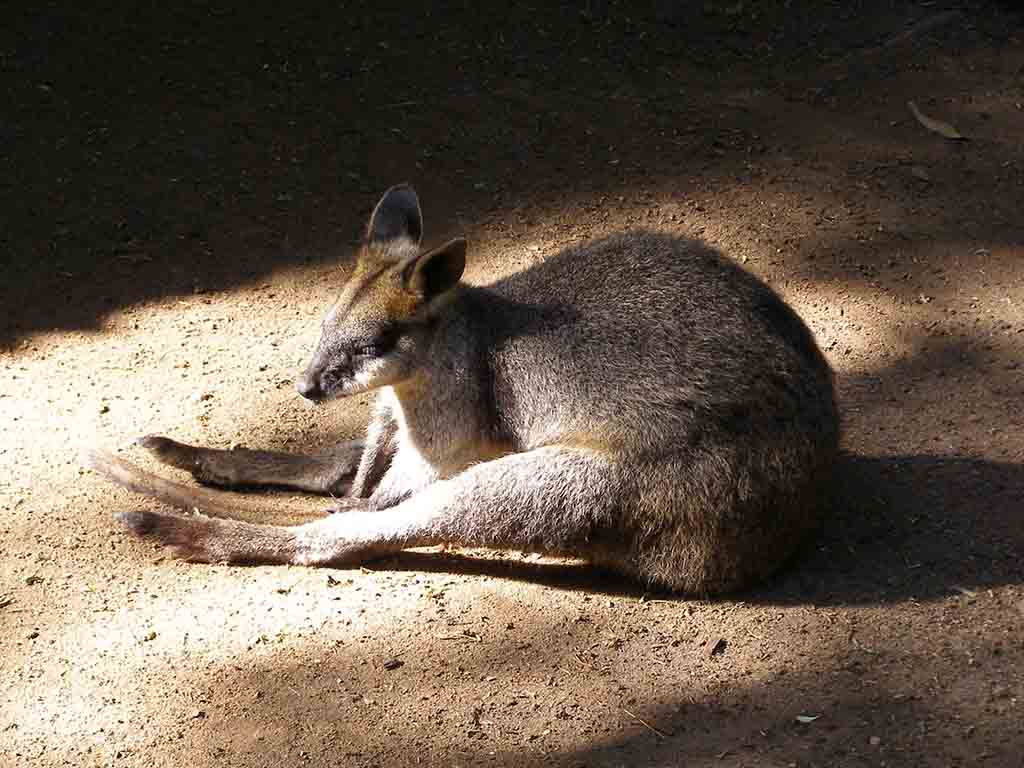 141 - Canguro - Australia - Australia