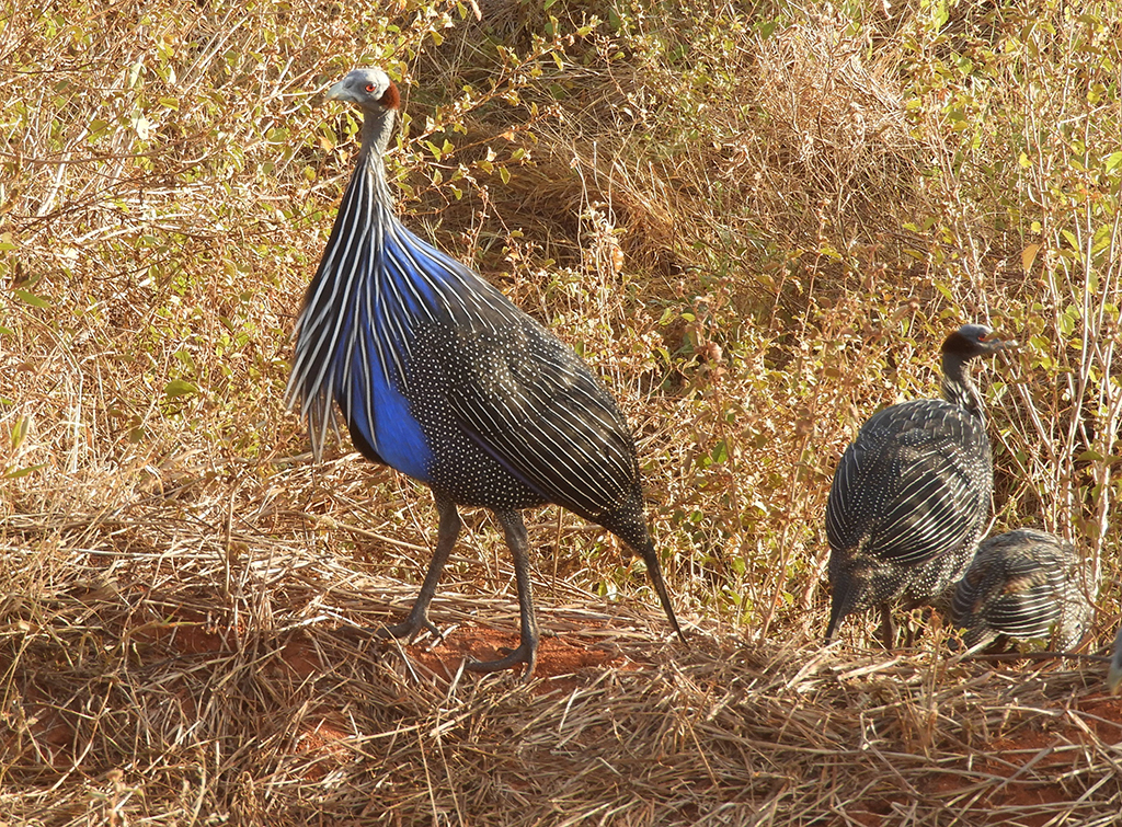 32 - Faraone volturine nel Parco Nazionale Tsavo Est - Kenya