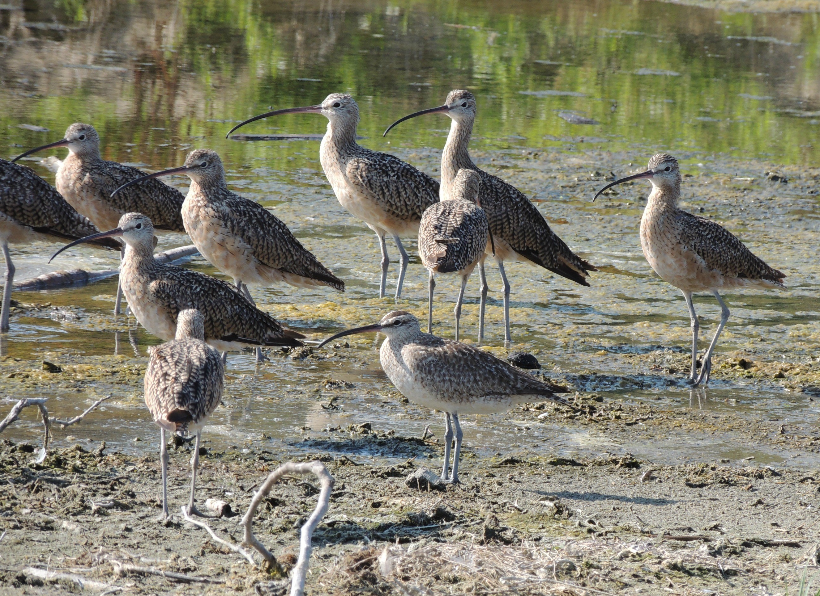 Chiurlo americano - USA