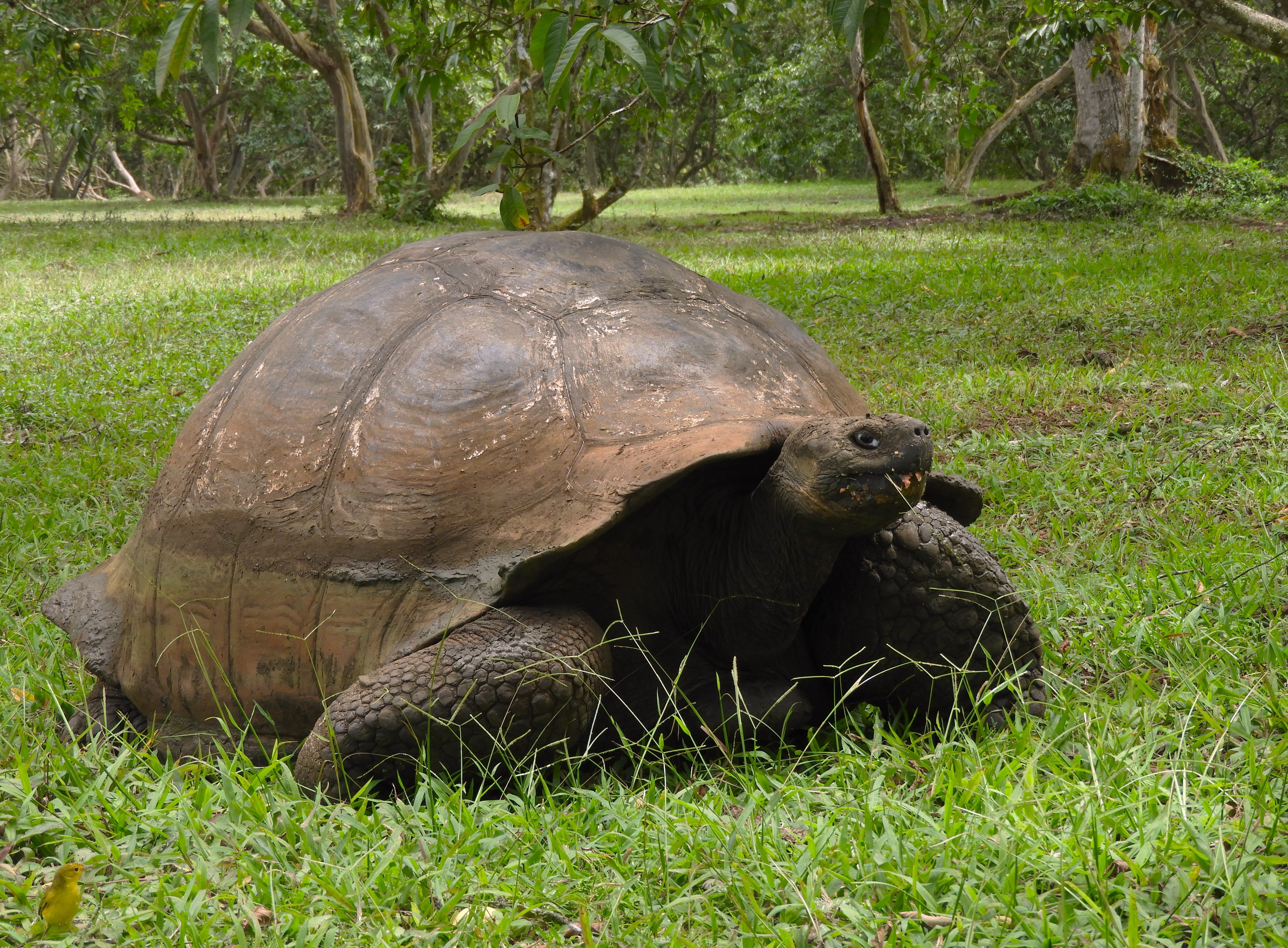 1295 - 025 - Tartaruga gigante di Santa Cruz alle Galapagos