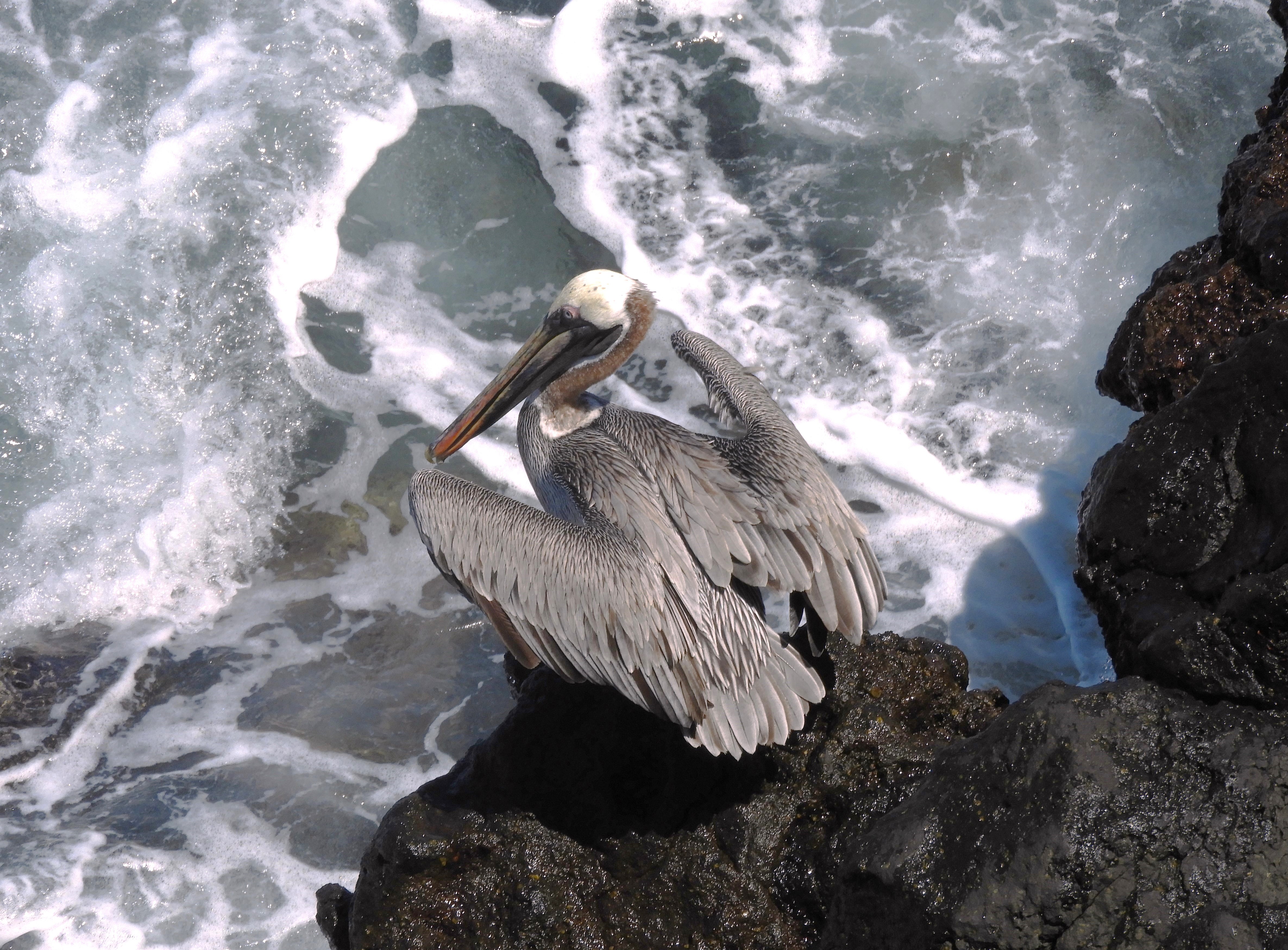 1308- 038 - Pellicano delle Galapagos