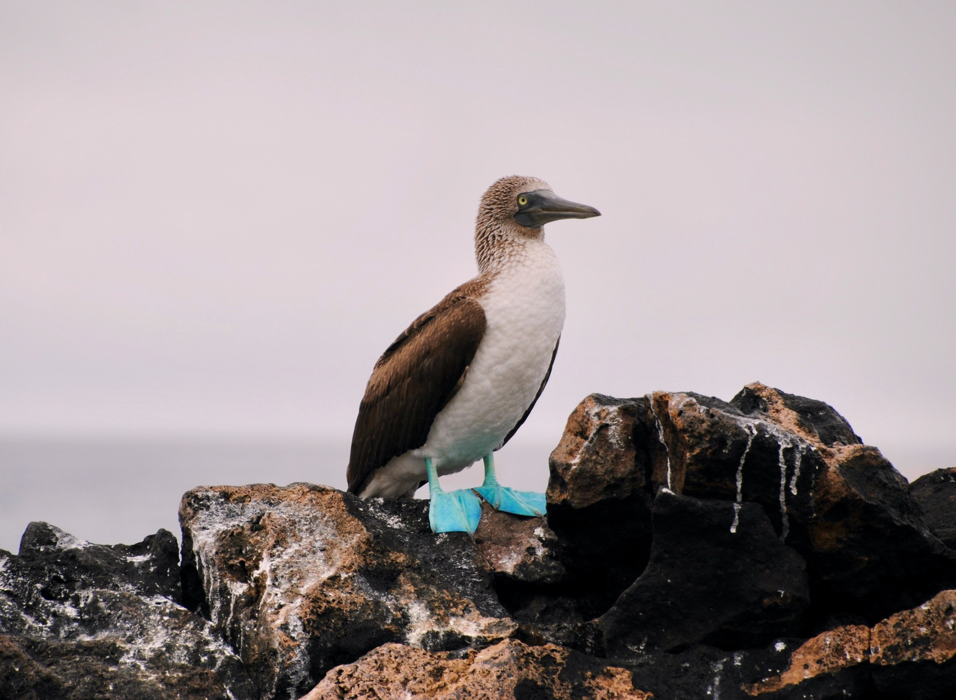 1319 - 049 - Sula piediazzurri delle Galapagos