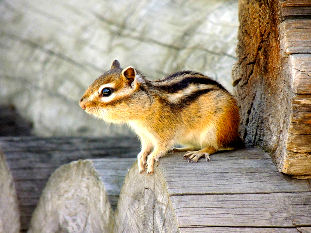 914 - scoiattolo nei boschi intorno al lago Baikal