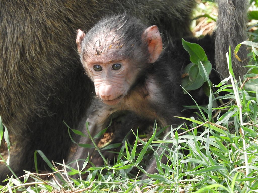 13 - Cucciolo di macaco nel Parco Nazionale del lago Nakuru - Kenya