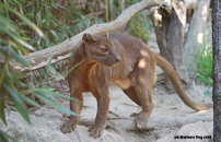 Beloka, Europe's oldest fossa, has died: he lived at Parco Natura Viva