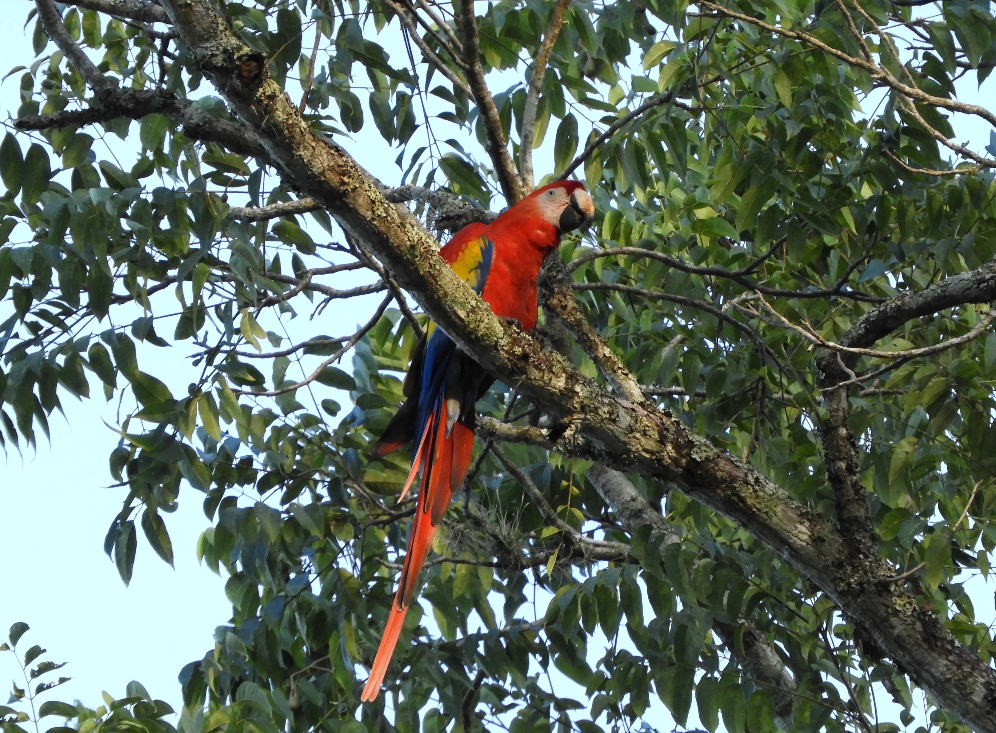 Pappagallo Ara - Honduras