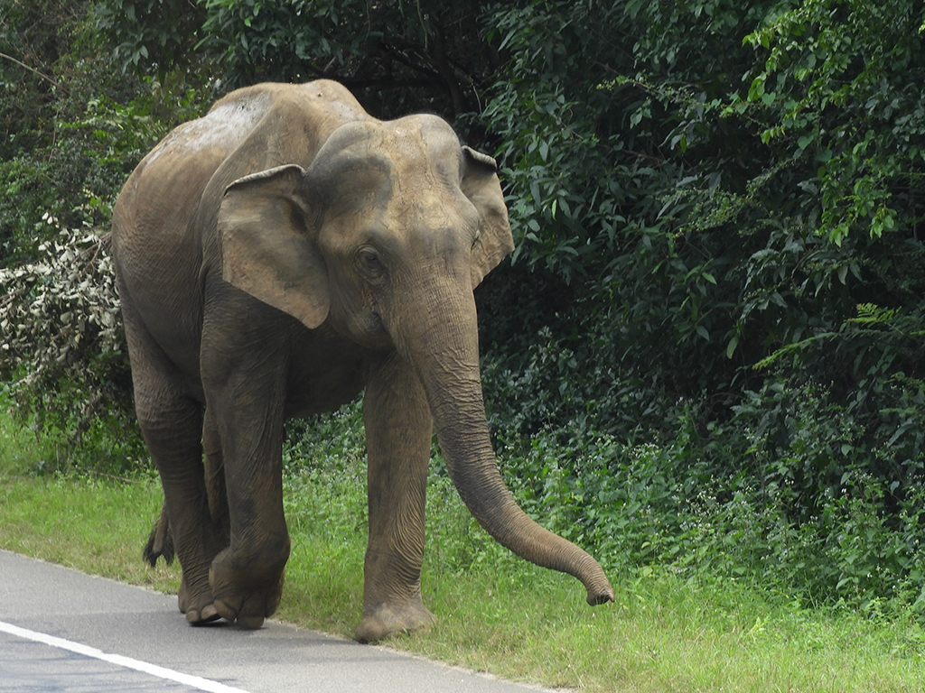 Elefante selvatico a Jaffna - Sri Lanka