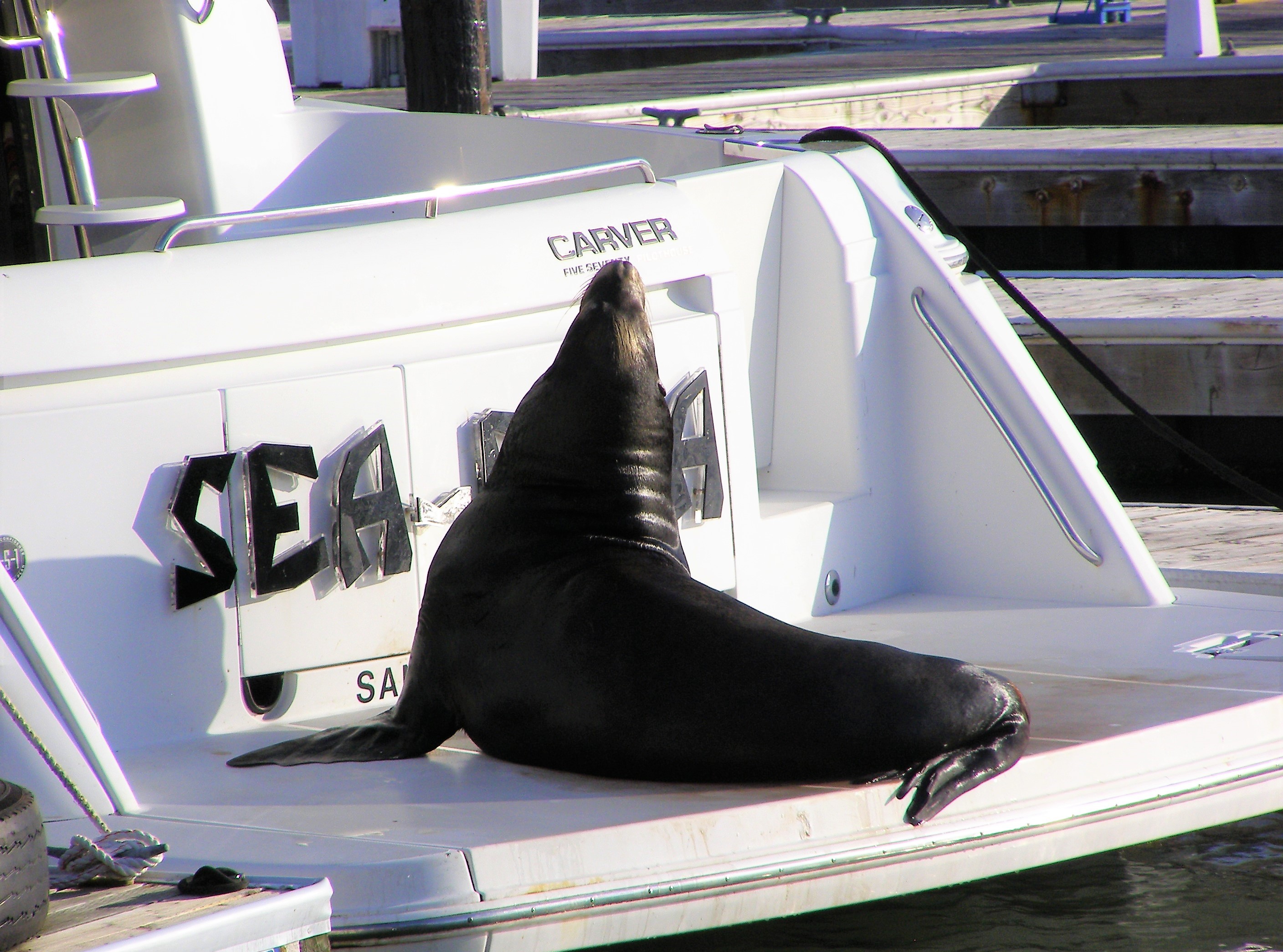 Foca su barca a Pier 39 San Francisco - USA