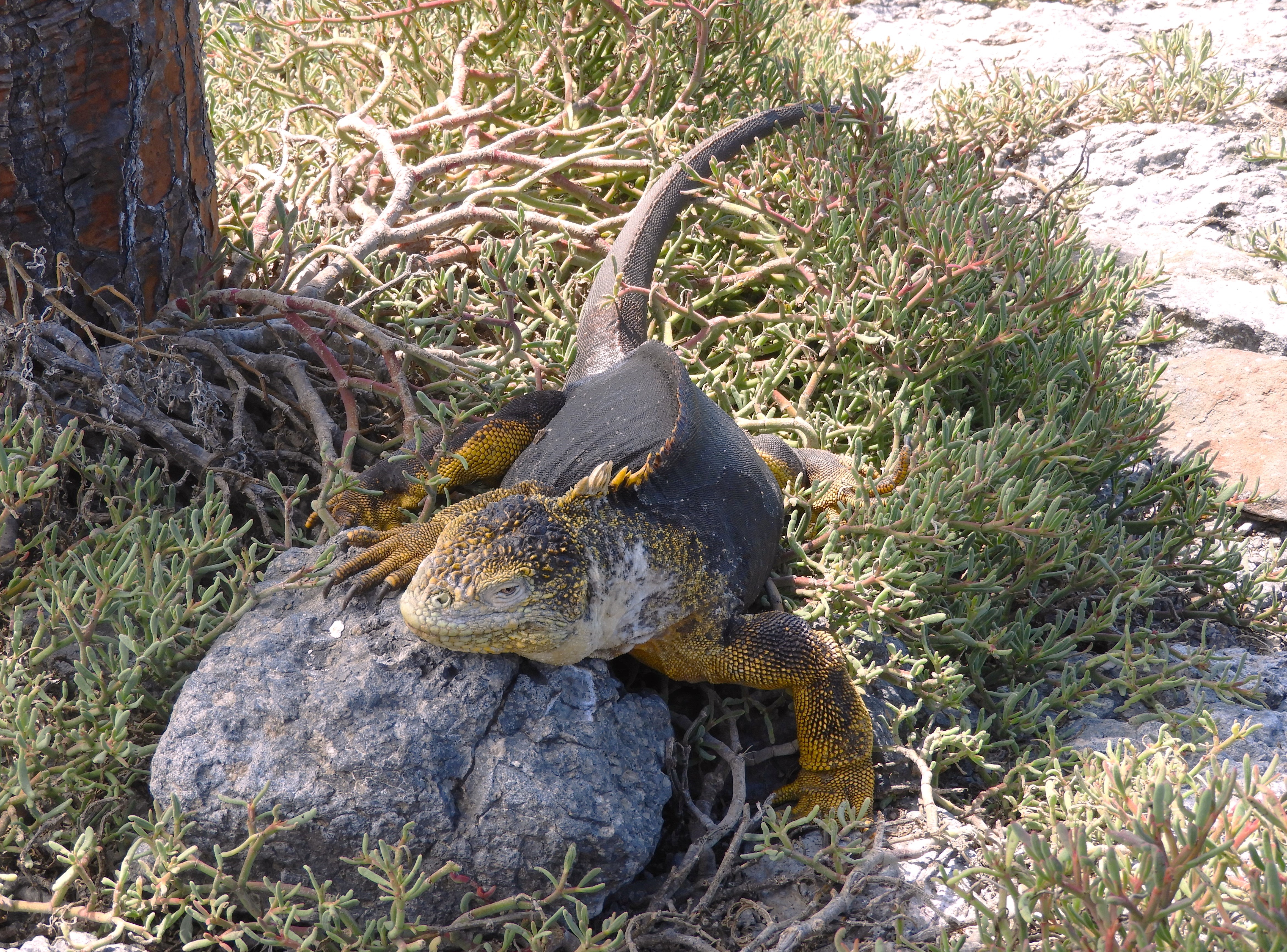 1310 - 040 - Iguana terrestre delle Galapagos