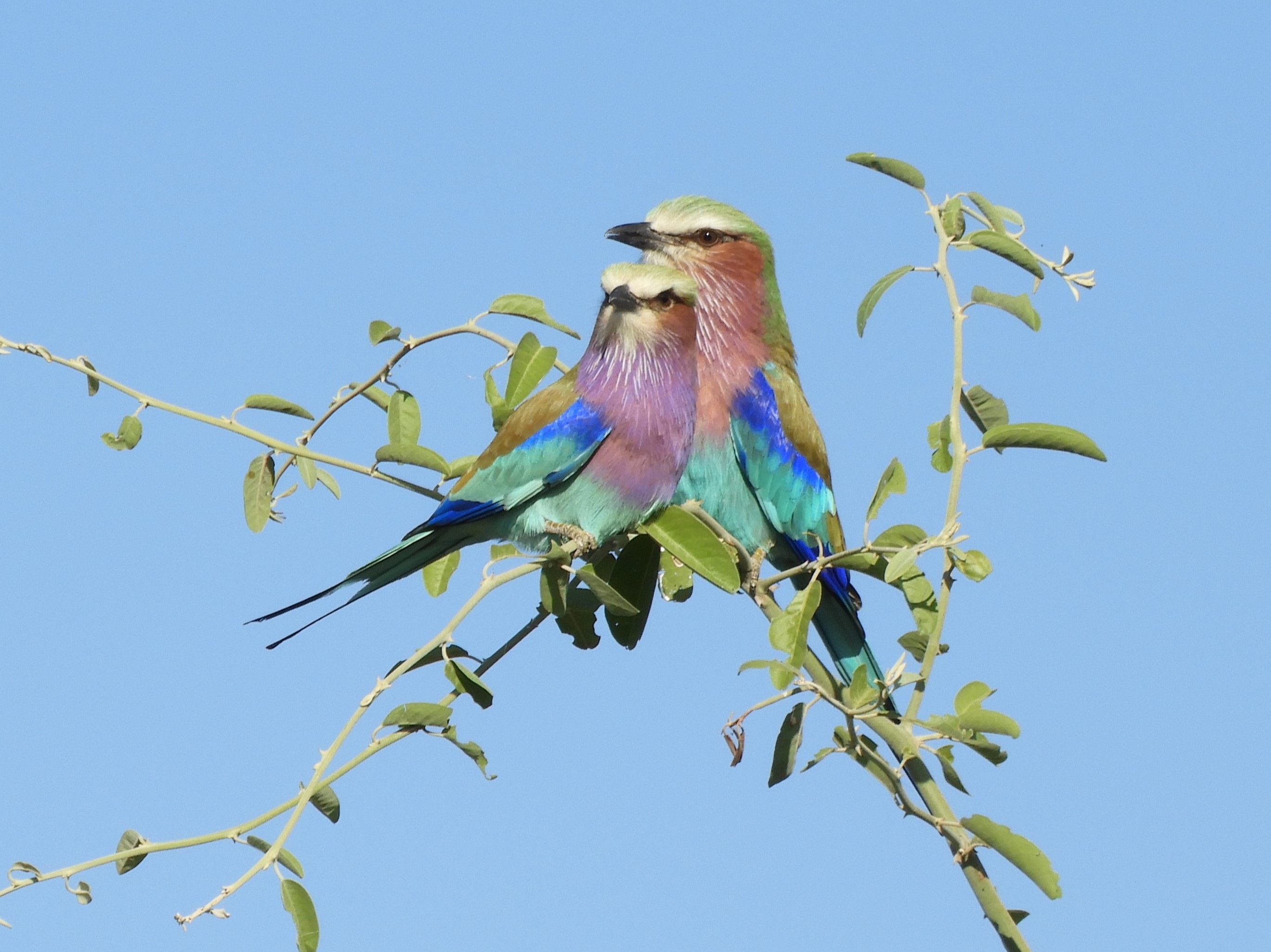 Ghiandaia marina nel Parco Nazionale del Chobe - Botswana