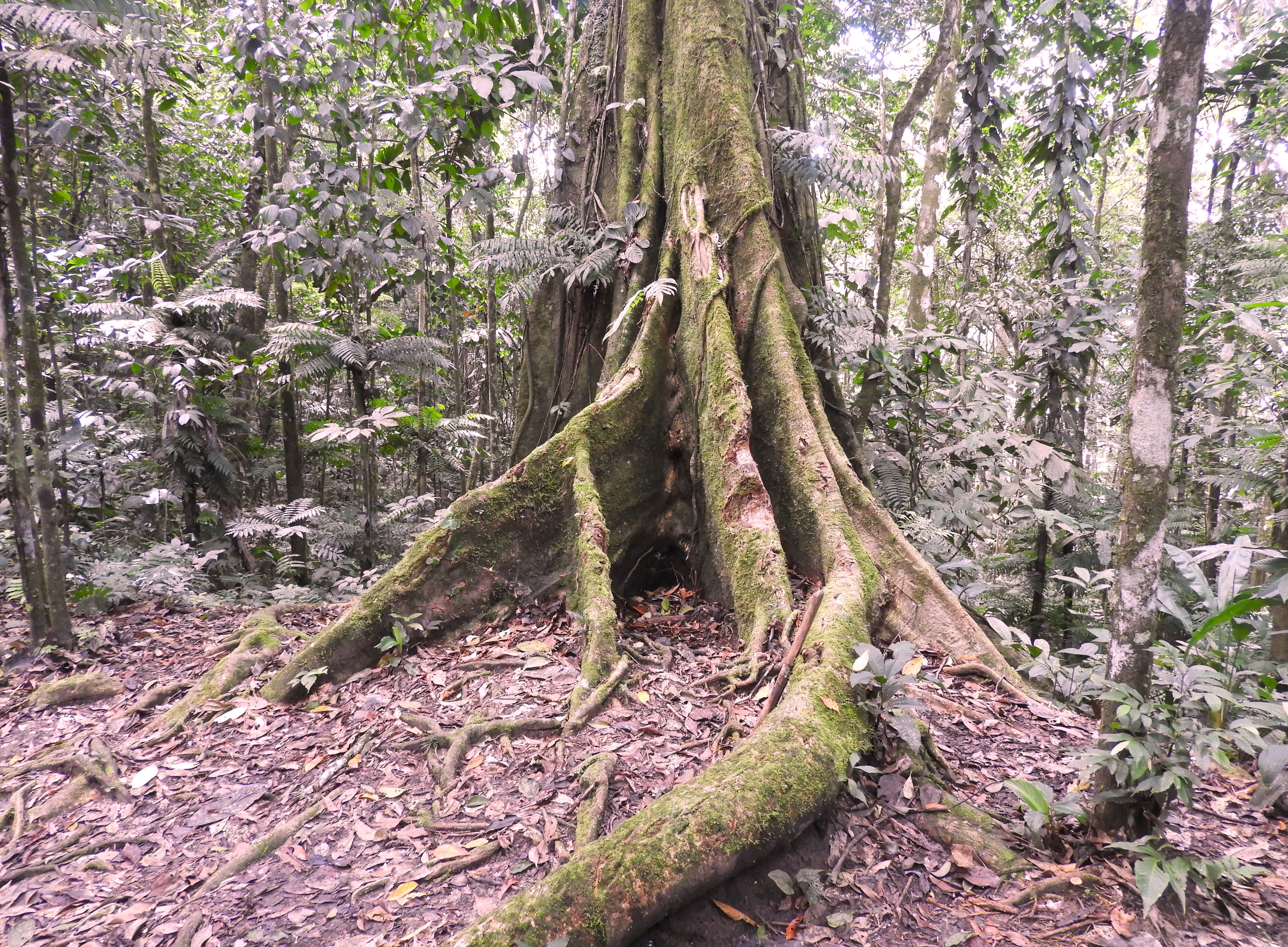 1275 - 007 - Foresta tropicale amazzonica - Ecuador