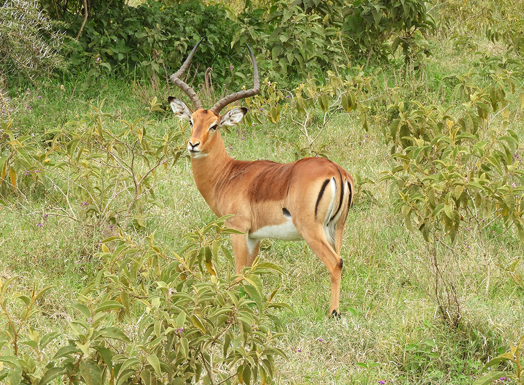 18 - Impala nel Parco Nazionale del lago Nakuru - Kenya