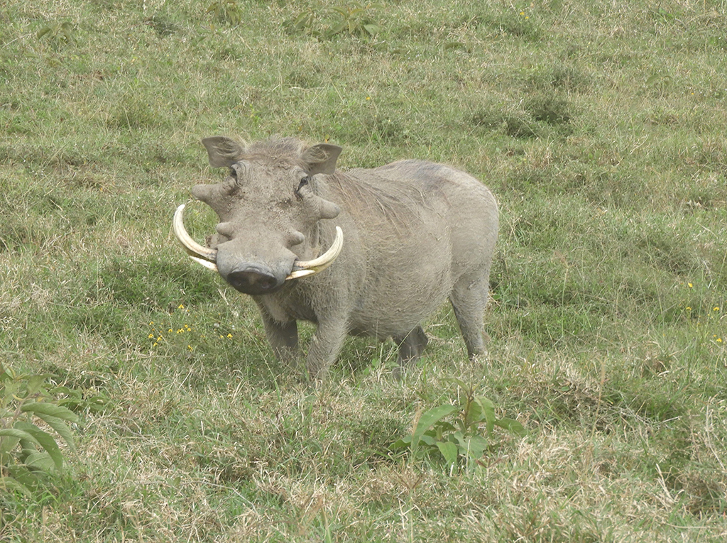 17 - Facocero nel Parco Nazionale del lago Nakuru - Kenya