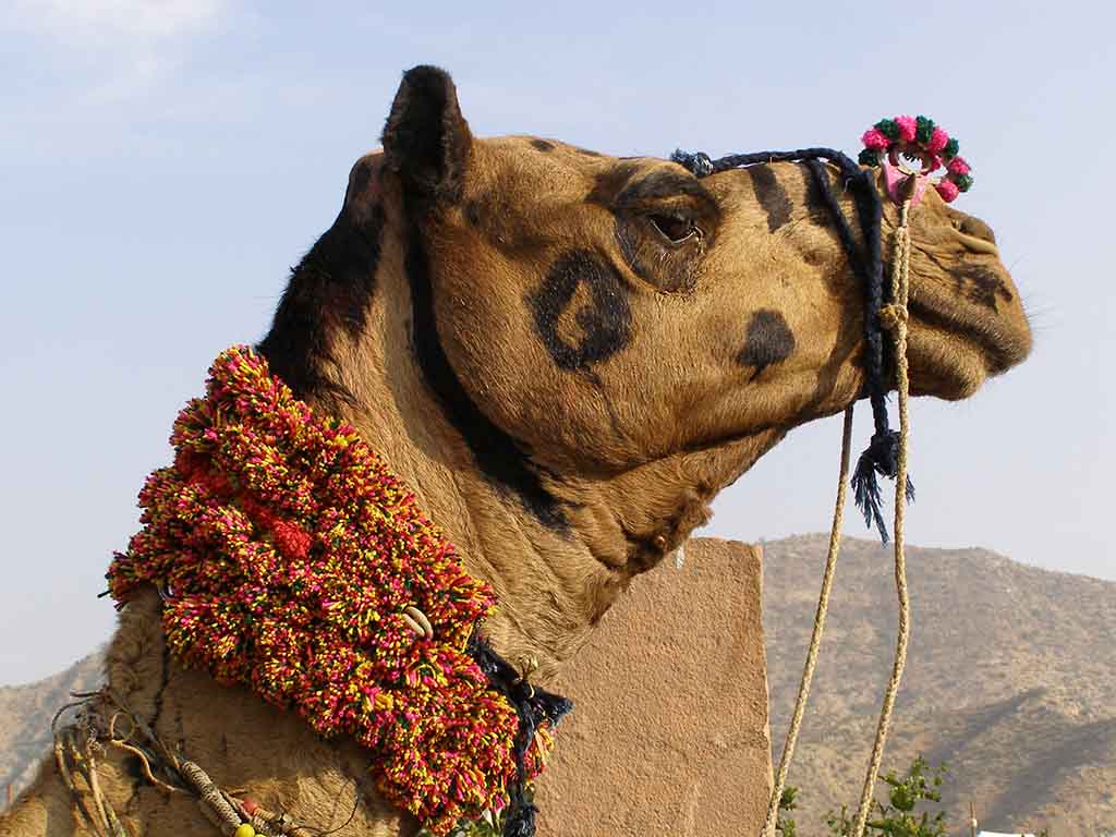 850 - Fiera del cammello a Pushkar