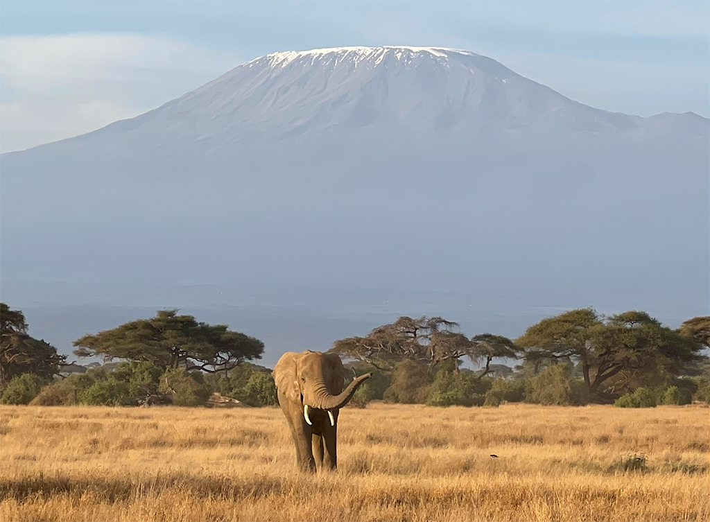 23 - Elefante sotto il Kilimangiaro nel Parco Nazionale Amboseli - Kenya