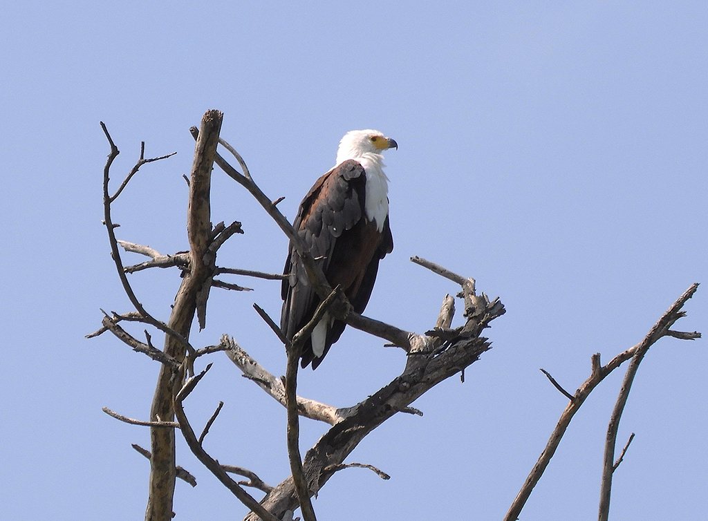 01 - Aquila pescatrice nel Parco Nazionale del lago Nakuru- Kenya