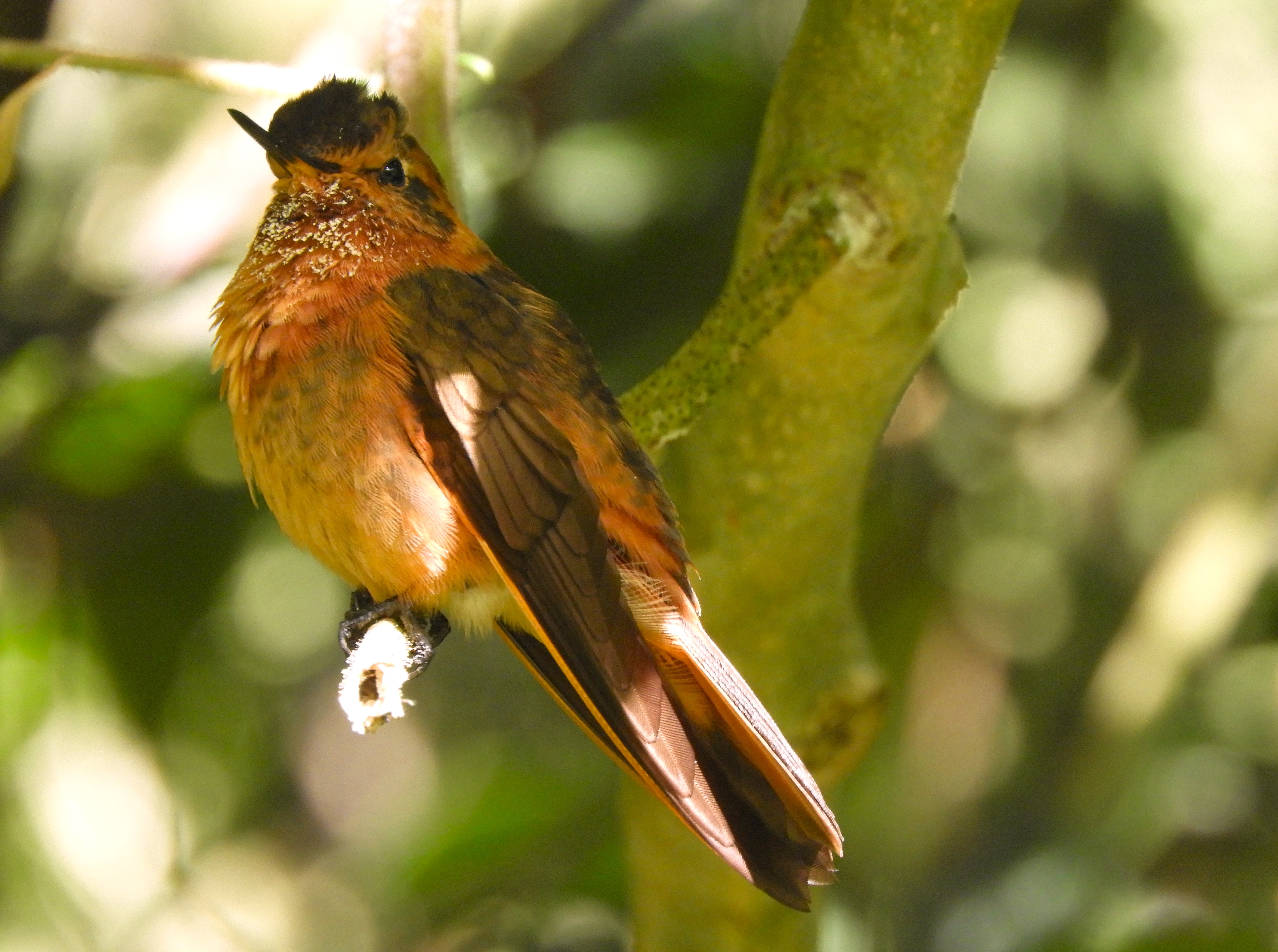 1273 - 005 - ColibrÃ¬ - Ecuador