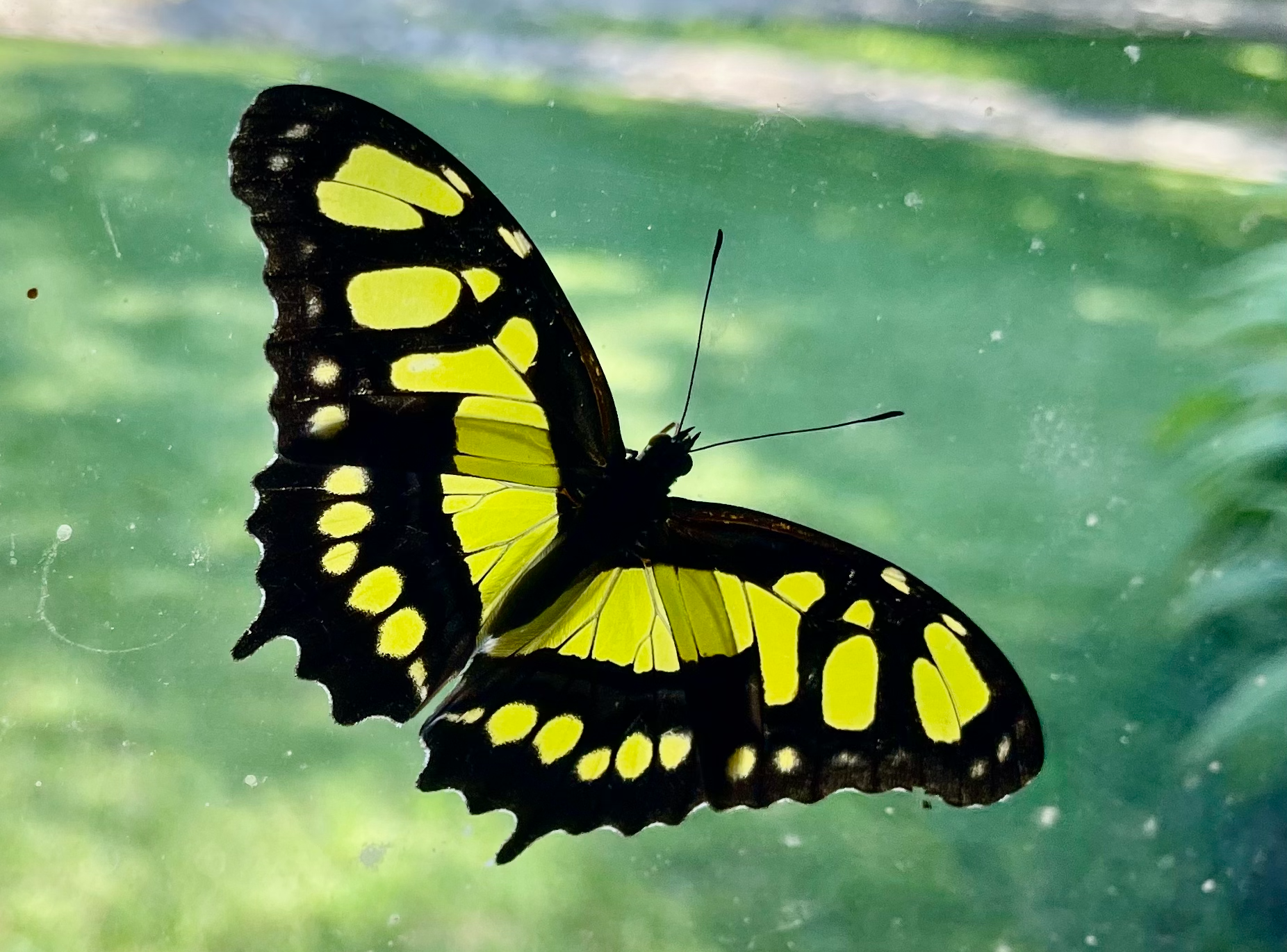 Malachite green butterfly - Honduras