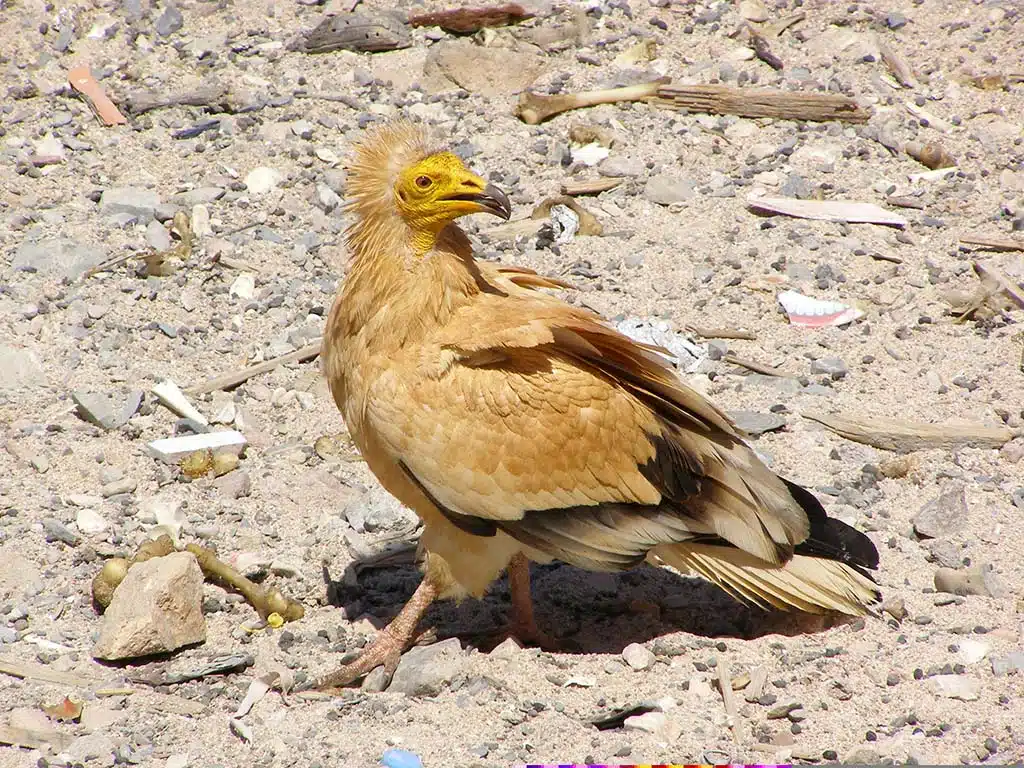 357 - Avvoltoio egiziano capovaccaio nell'isola di Soqotra