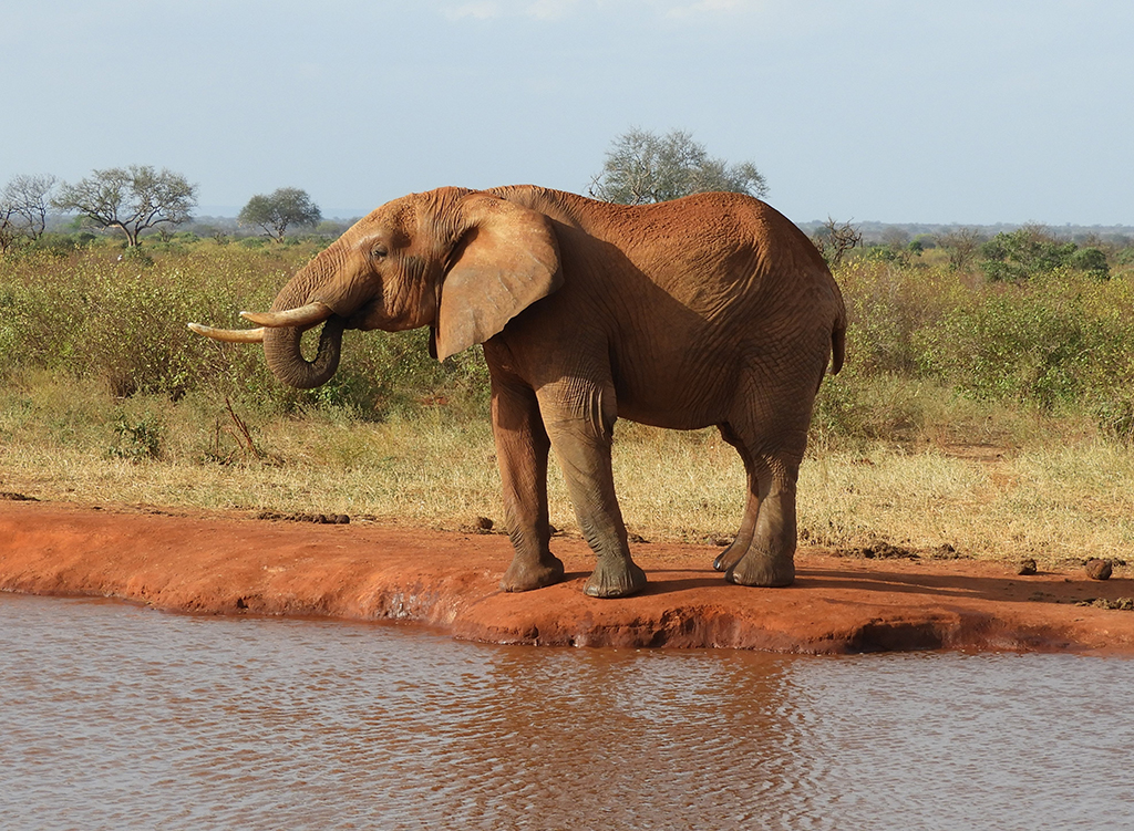 38 - Elefante nel Parco Nazionale Tsavo Est - Kenya