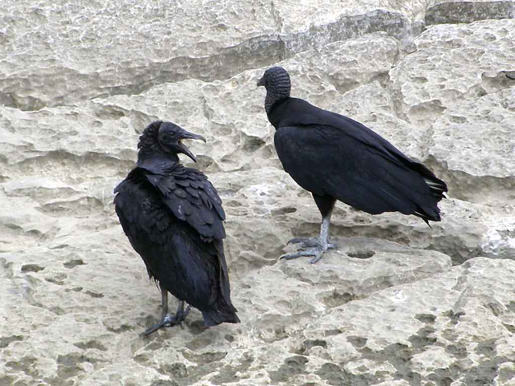 776 - Avvoltoi presso il Canyon Sumidero