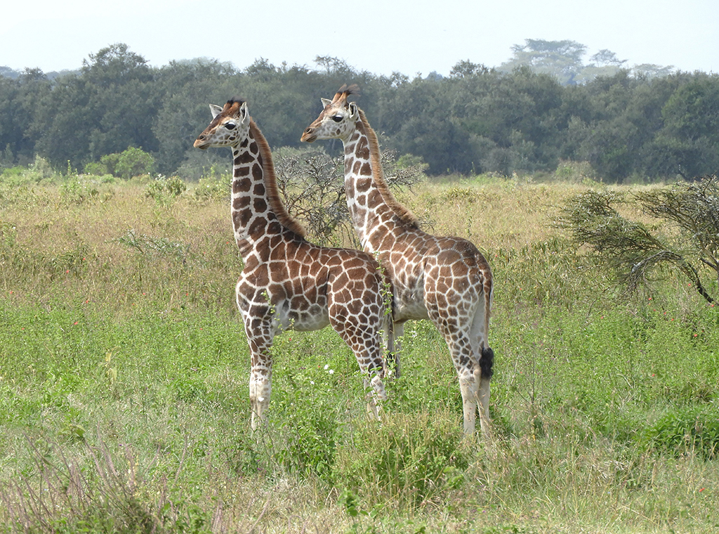 15 - Cuccioli di giraffa nel Parco Nazionale del lago Nakuru - Kenya