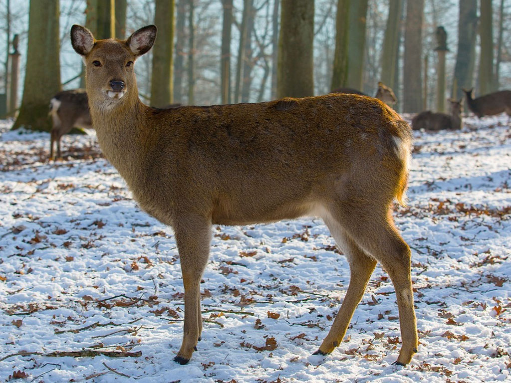 Capriolo in Lapponia - Finlandia