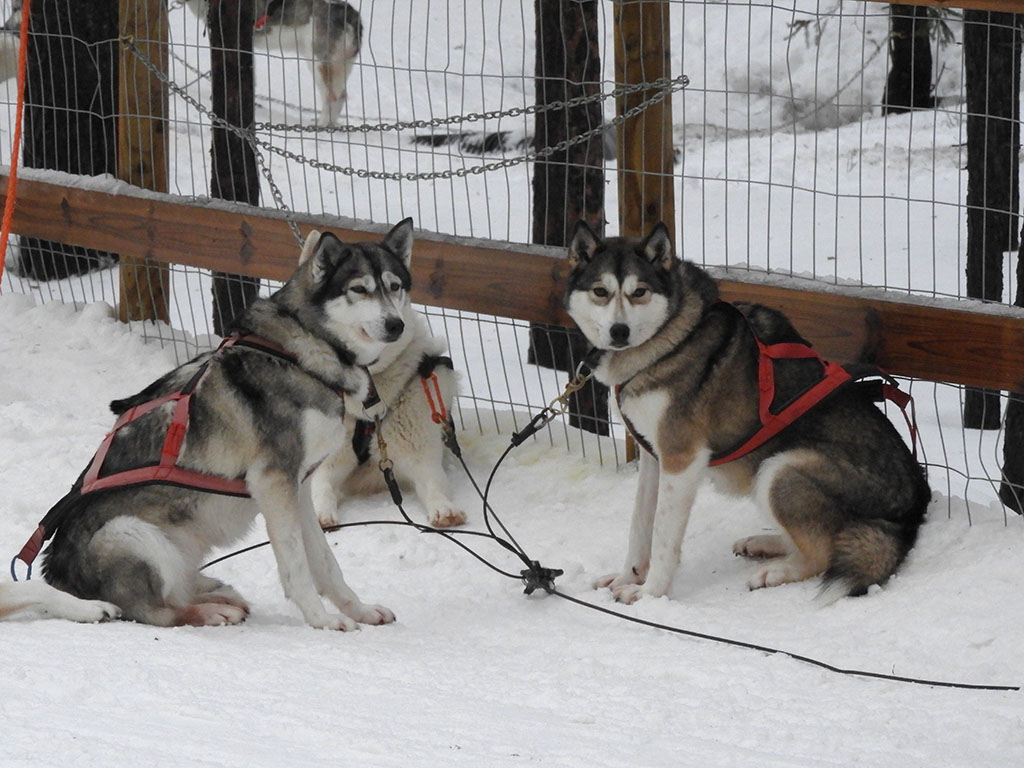 Cani Husky da slitta - Finlandia