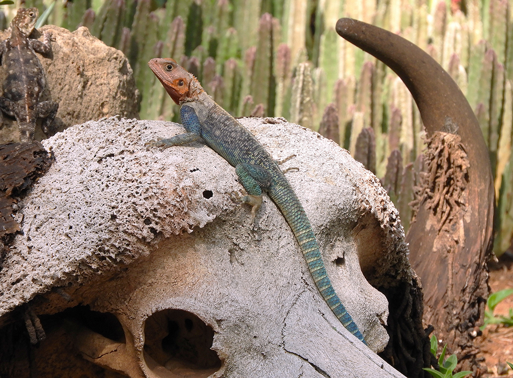 34 - Lucertola di Agama nel Parco Nazionale Tsavo Est - Kenya