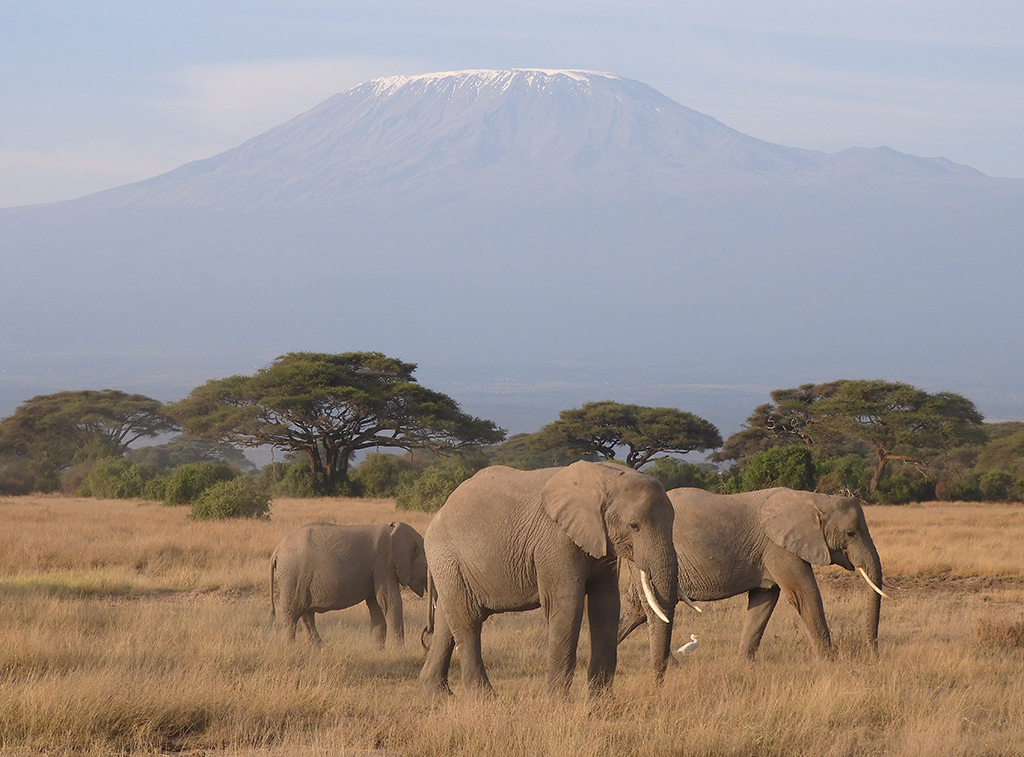 21 - Elefanti sotto il Kilimangiaro nel Parco Nazionale Amboseli - Kenya