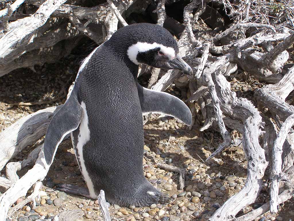 521 - Pinguino Magellano a Punta Tombo nella Penisola di Valdes