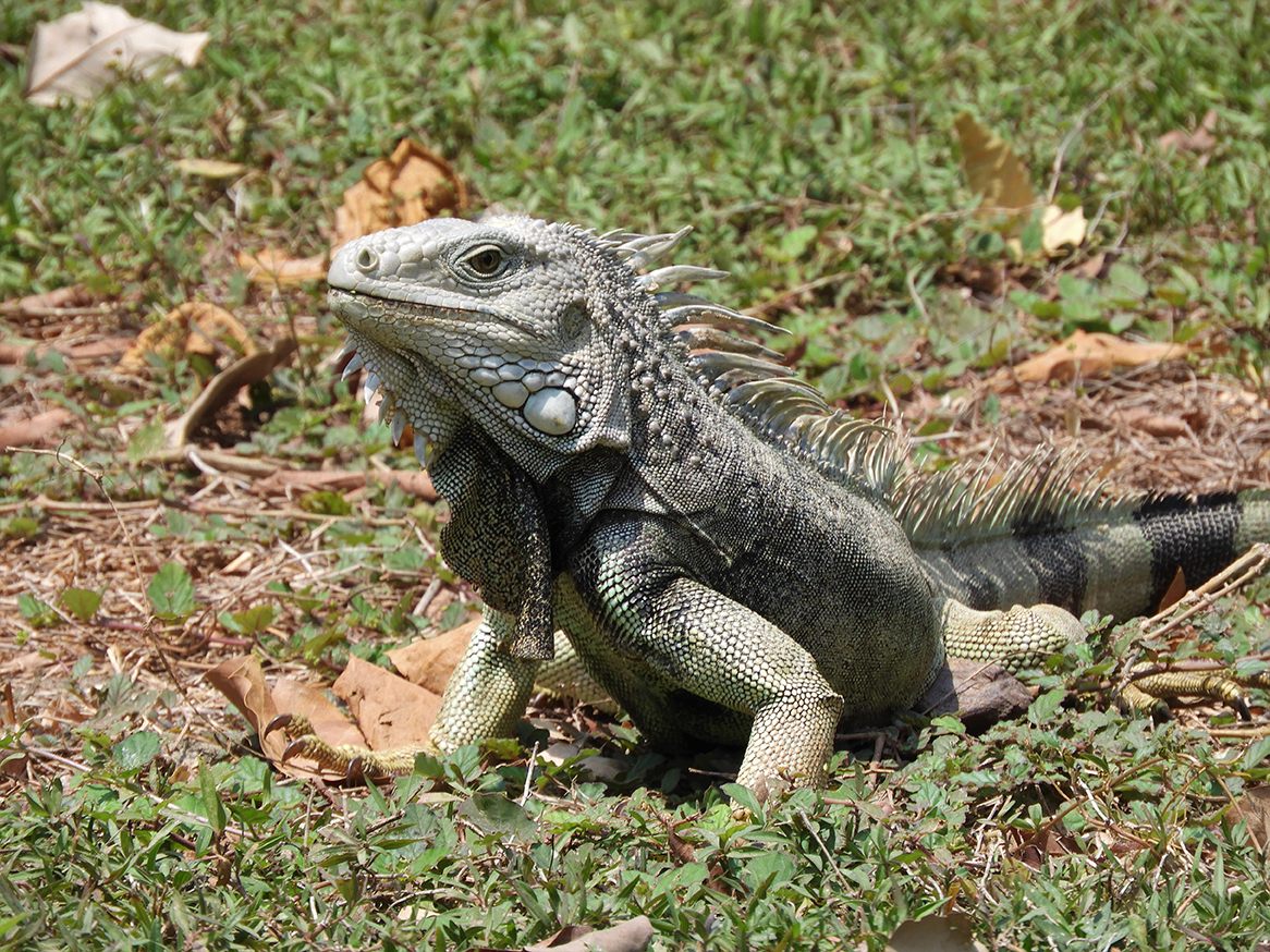 1129 - Iguana - Colombia