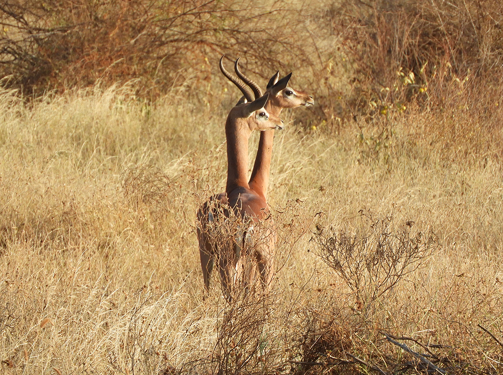 31 - Antilope dal collo lungo Gerenuk nel Parco Nazionale Tsavo Est - Kenya