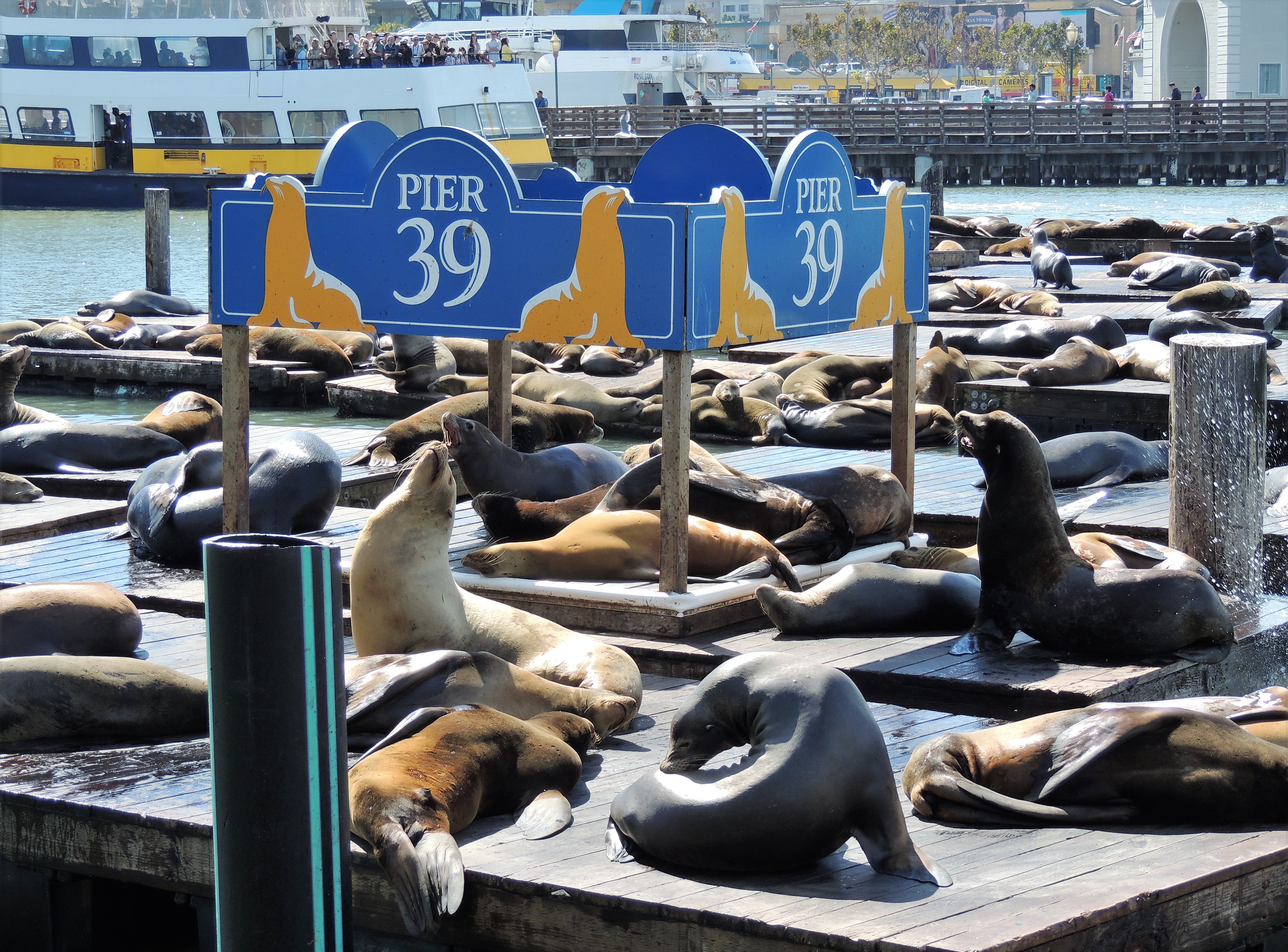 Foche a Pier 39 San Francisco - USA