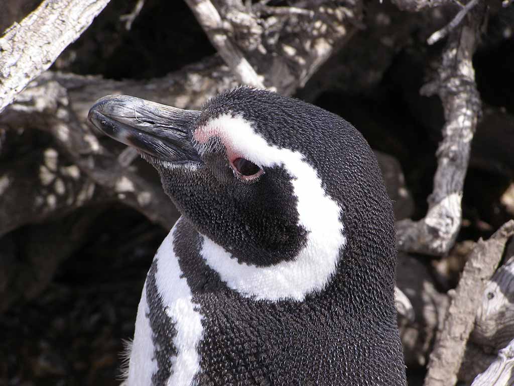 522 - Pinguino Magellano a Punta Tombo nella Penisola di Valdes