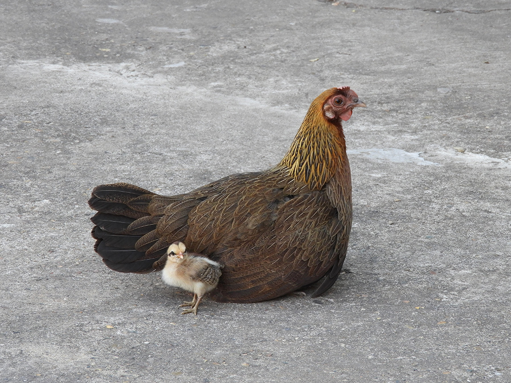 1286 - Gallina con pulcino