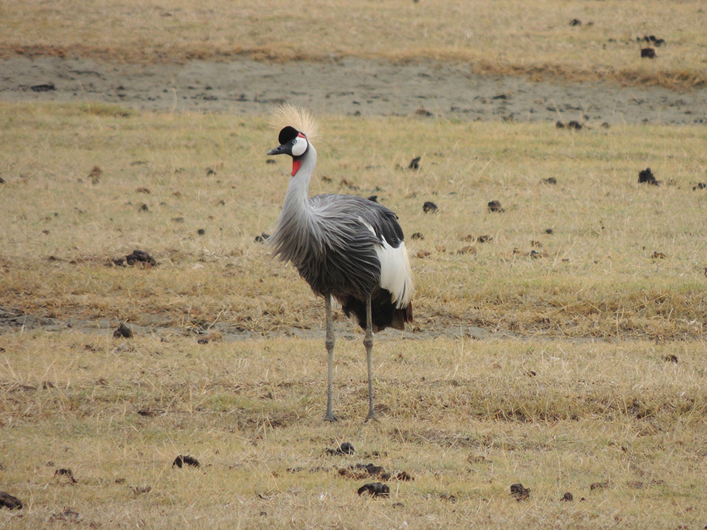 85 - Ngorongoro National Park